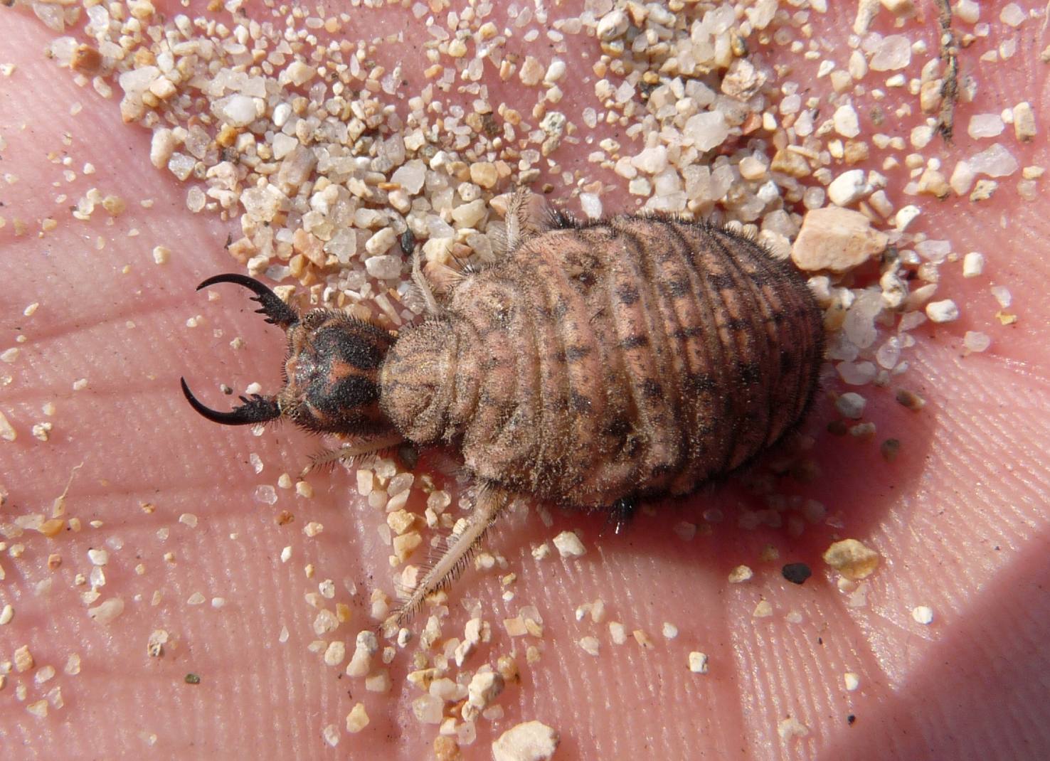 [Acanthaclisis occitanica larva] Tagliole nella sabbia